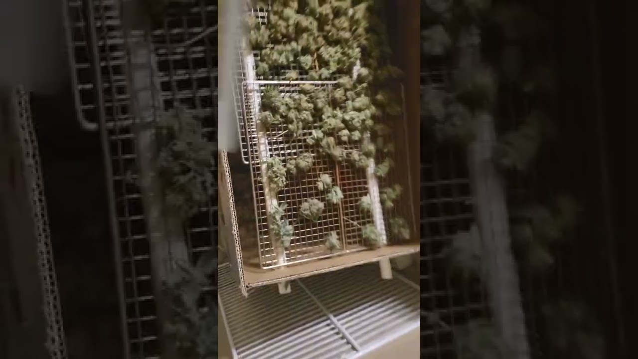 Cannabis,  Marijuana,  weed drying box made simply.