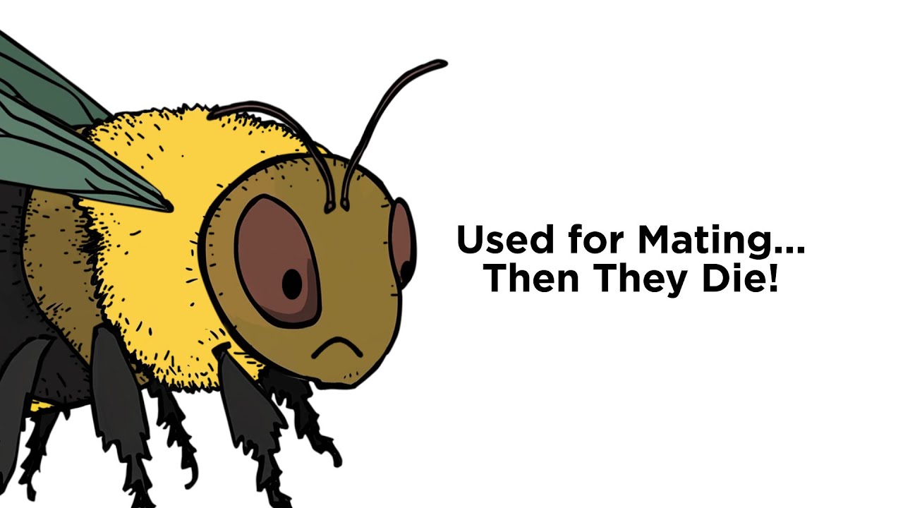 Why It Sucks to Be Born as a Honeybee Drone