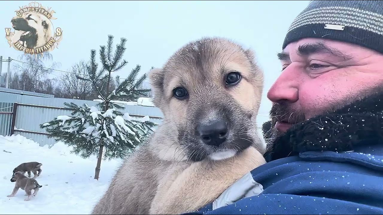МАЛЕНЬКИЕ АБОРИГЕНЫ.ПОМЁТ «Д» КАК ИЗ ТАКИХ КРАСАВЦЕВ ВЫБРАТЬ ЛУЧШЕГО?#гампр#dog#щенки#dog 