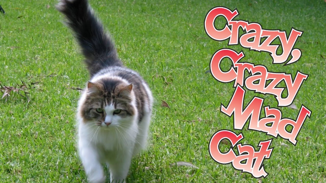 Crazy, Crazy, Mad Cat by Colleen Bleazard