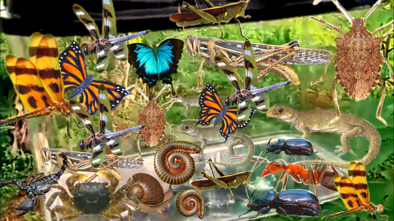 I Hunting Insect In The Garden I Catching , Black Crab ,Butterfly ,Frog ,Dragonfly
