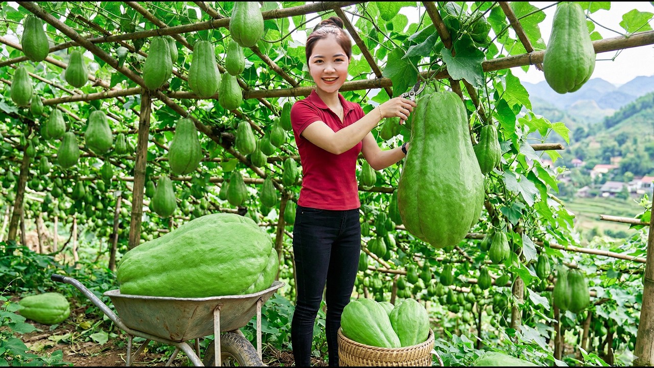 Harvesting 1000+KG of Organic CHAYOTE &ndash; Healthy Countryside Living