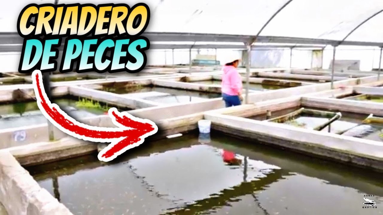 Impresionante Criadero De Peces, Granja La Huerta