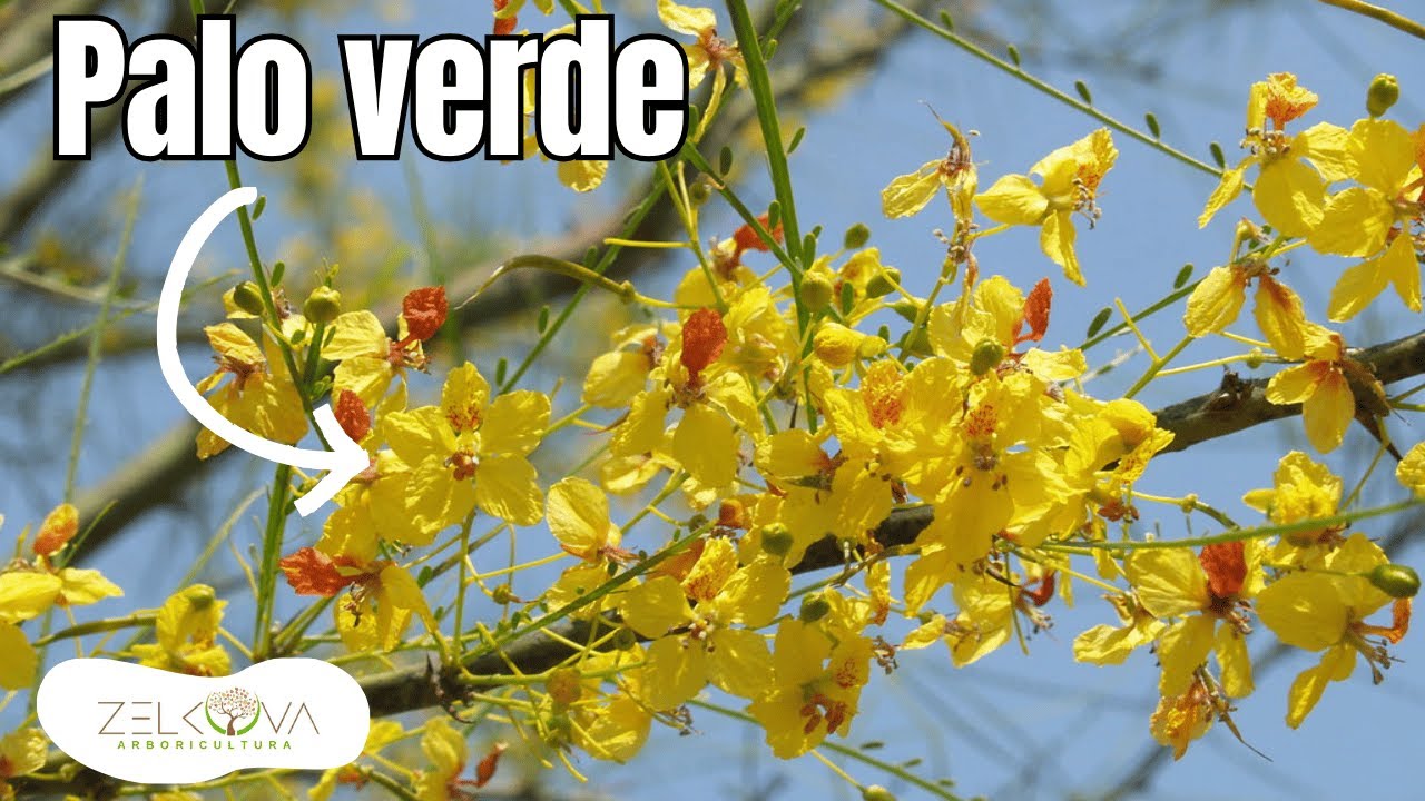 Palo Verde: &iexcl;El &Aacute;rbol M&aacute;s Resistente de Am&eacute;rica!