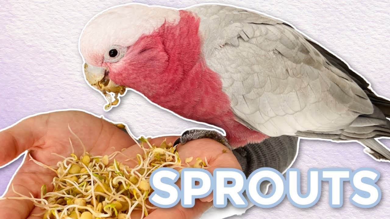 How To Sprout! | A Great Food For Your Bird
