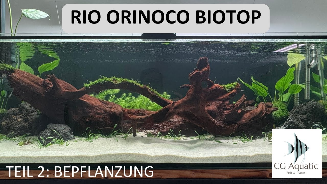 Rio Orinoco Biotop - Teil 2: Pflanzung und fertiges Layout
