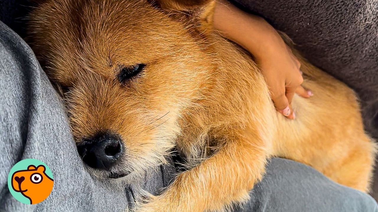 Scruffy Dog Trusted No One Until Everything Changed | Cuddle Buddies