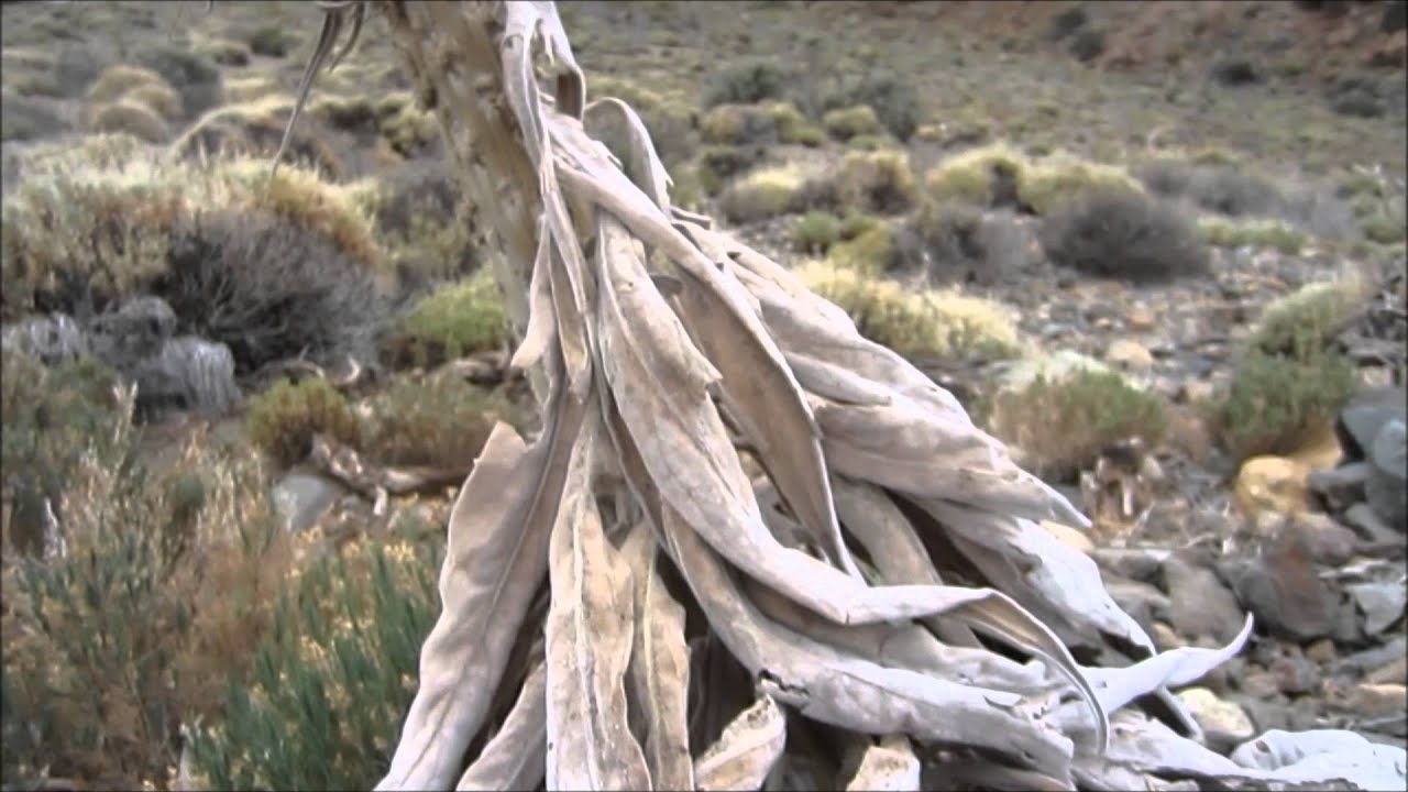 Tenerife Backpacking 2015 - Part 4