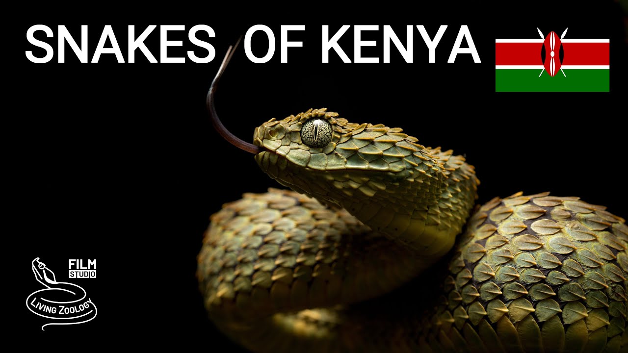Snakes of Kenya, 5 species, venomous Green bush viper, African Rock python and more