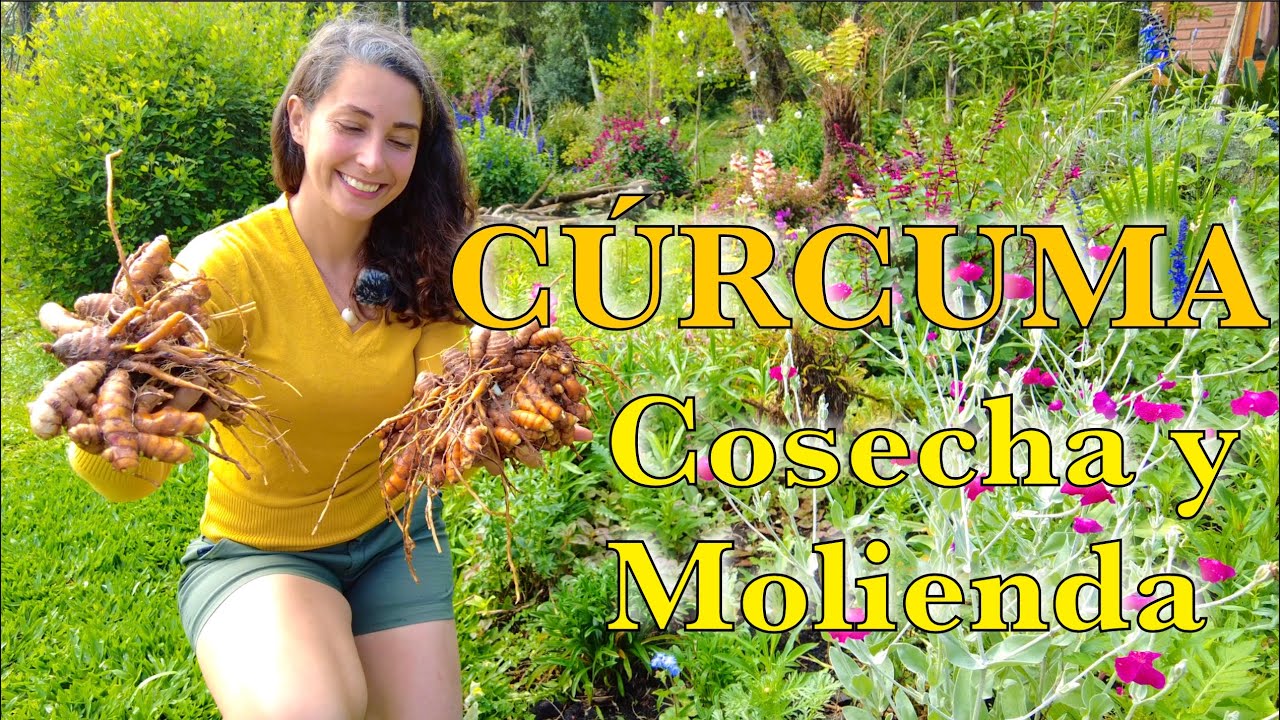 CÚRCUMA: del cultivo al polvo procesado