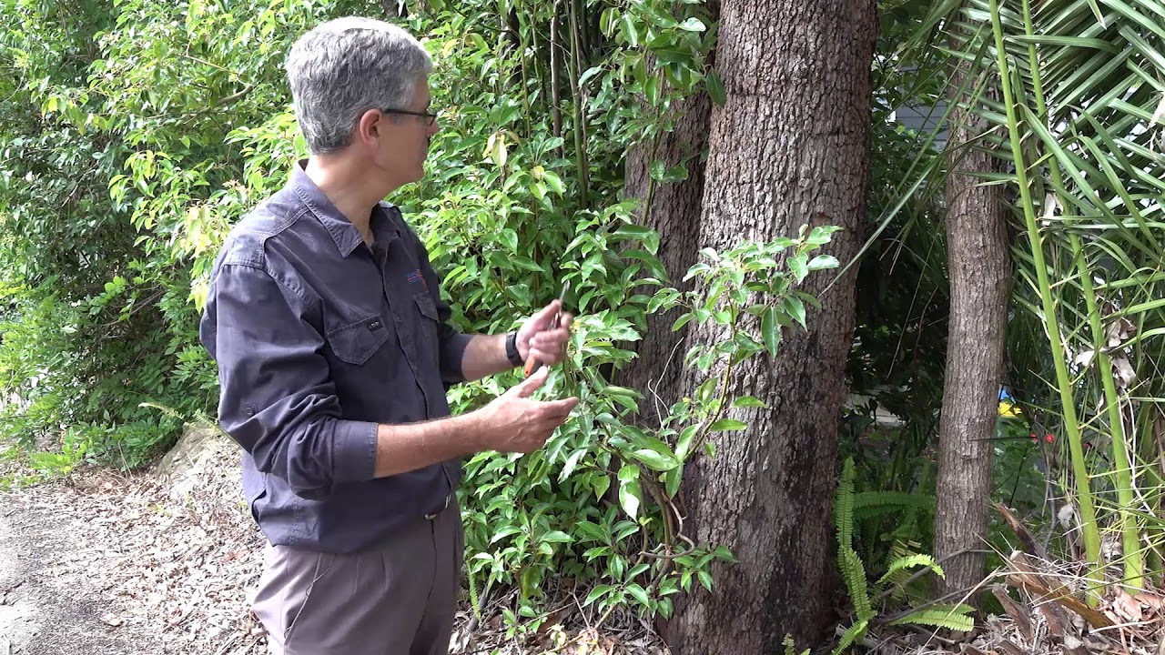 What does it mean if I find termites in the garden?