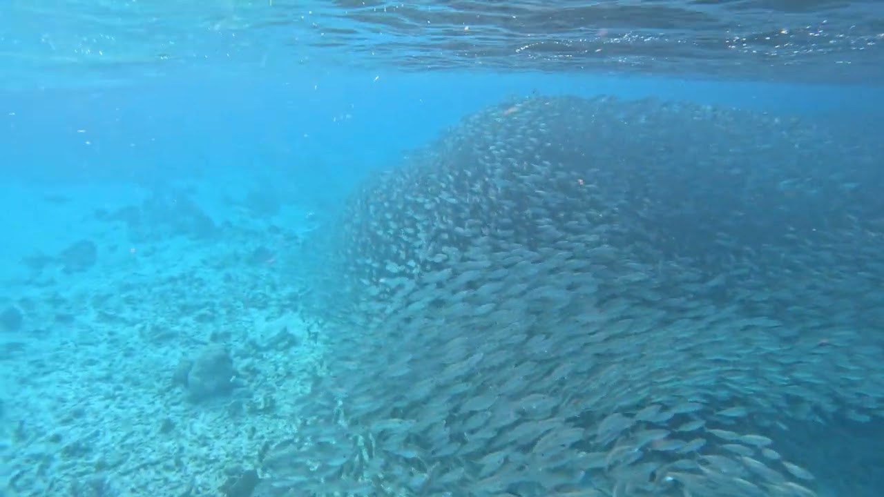 Snorkelen op Bonaire, meezwemmen in een muur van vis bij Andrea I Dive site