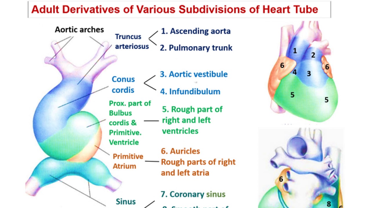 development of heart1