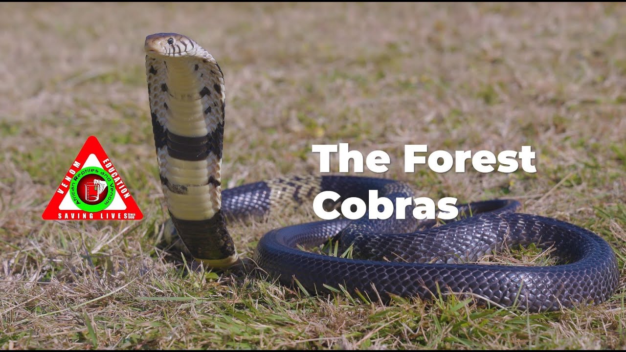The Forest Cobras of Africa | African Reptiles and Venom