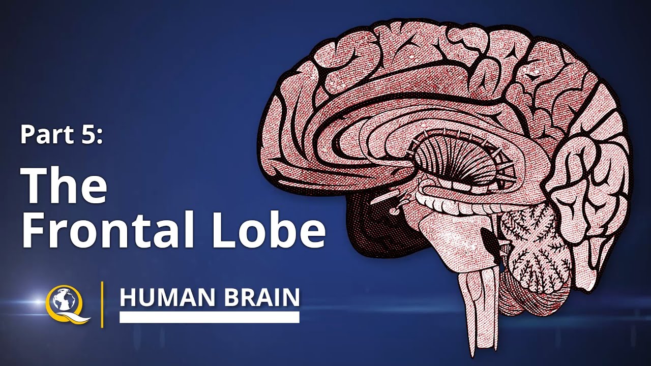 Frontal Lobe - Human Brain Series - Part 5