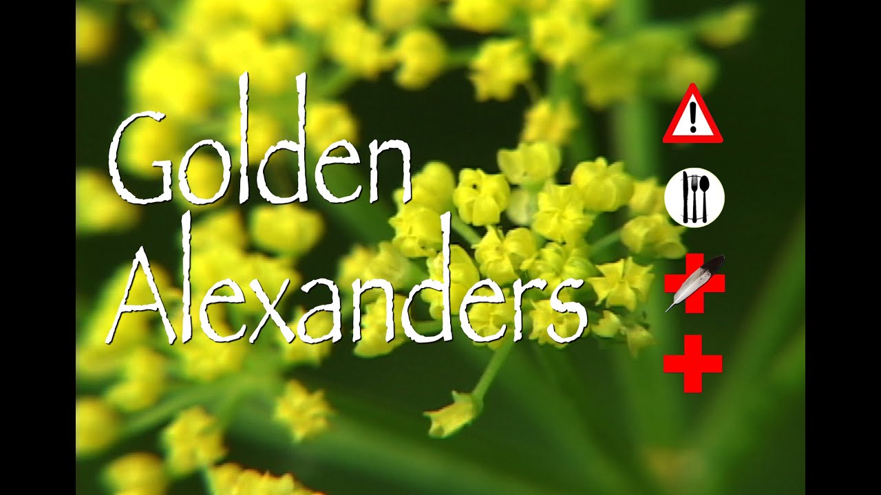 Golden Alexanders: Edible, Medicinal & Cautions