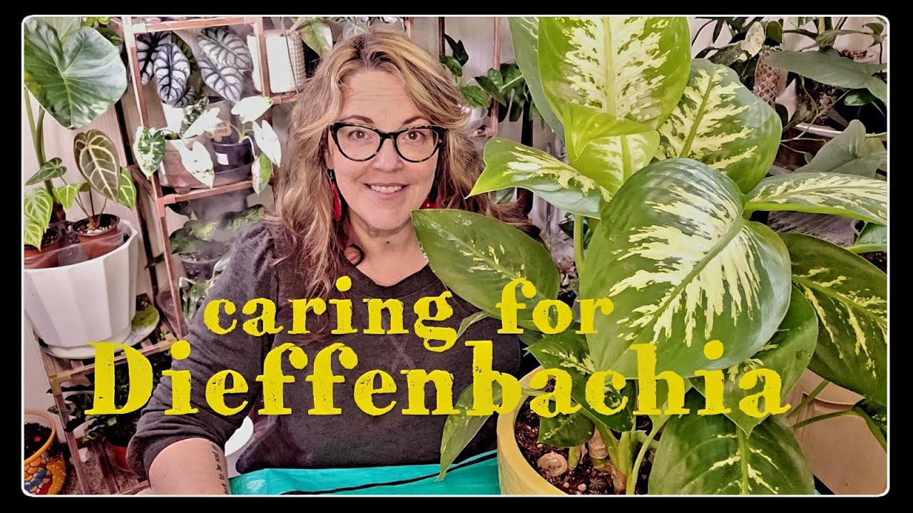 Dieffenbachia Care 101 | Potting and Growing Beautiful Dumb Canes