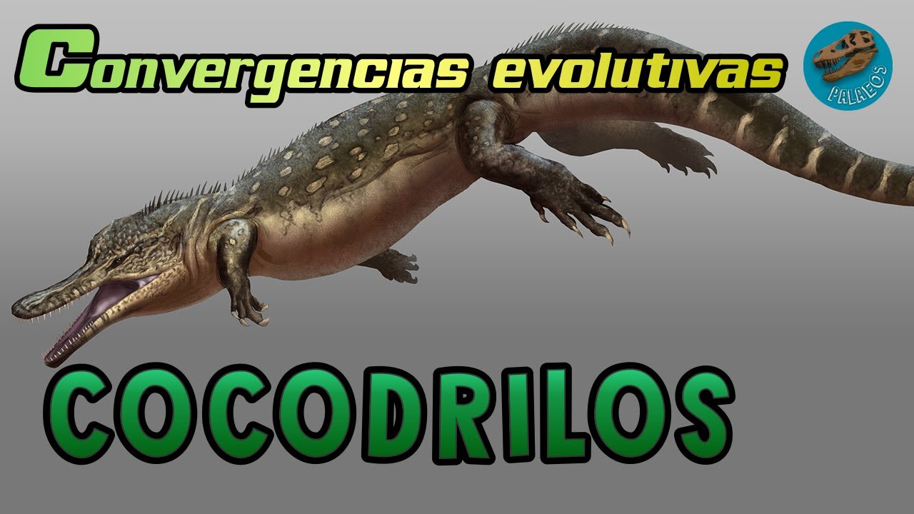 Convergencias evolutivas: COCODRILOS