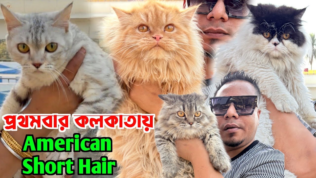 American Short Hair Cat 1st Time in Kolkata. Persian Cat Market. Kolkata Cat Market.