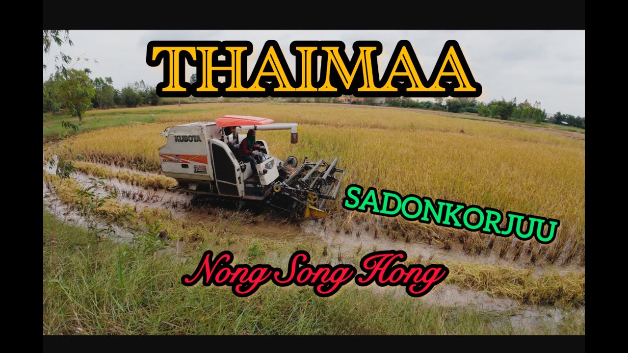 Riisin sadonkorjuu, Thaimaa, Nong Song Hong