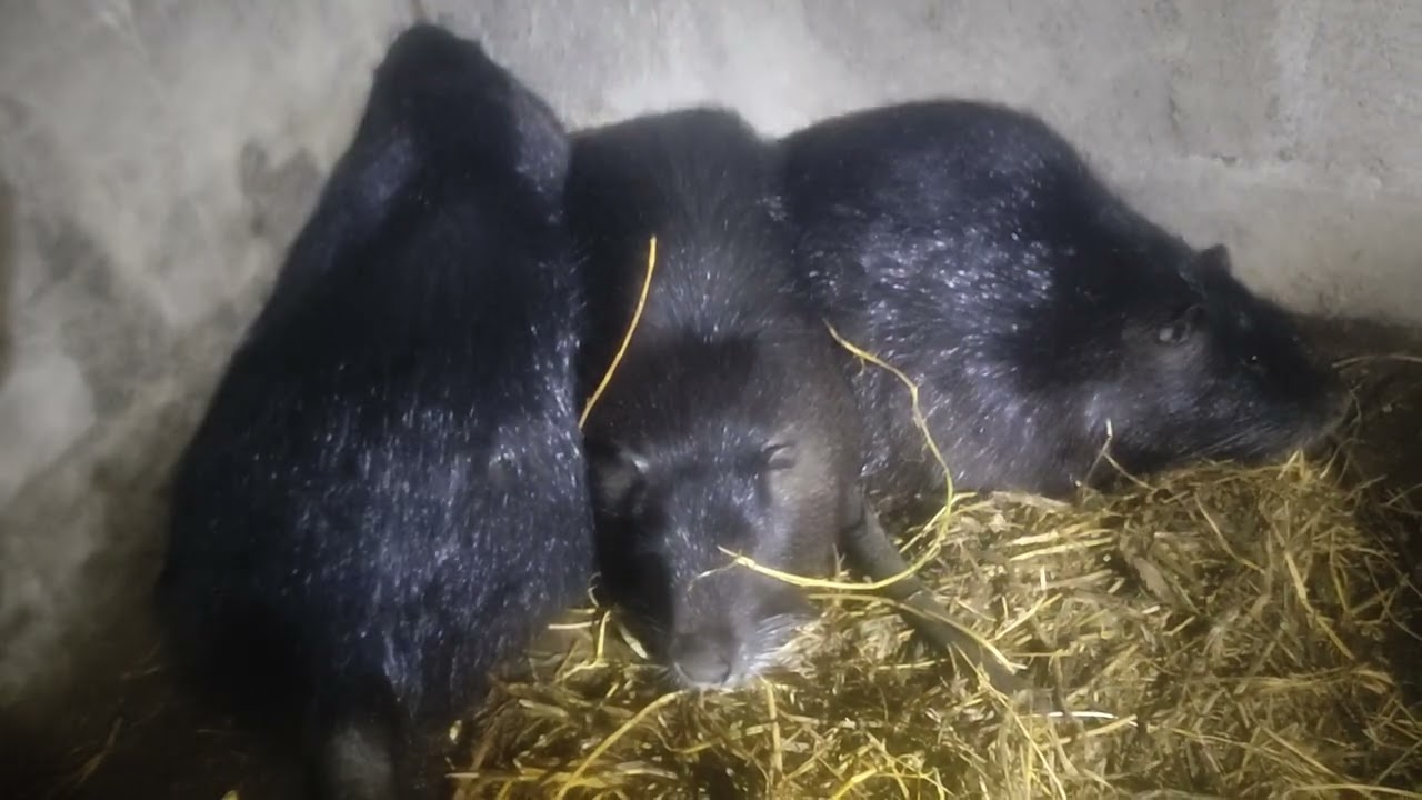 Нутрій розрізнили: 2 самки і самець 💯