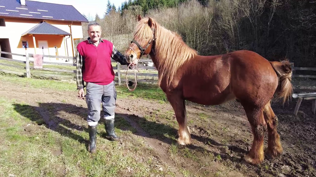 Konj mu spasio ŽIVOT!
