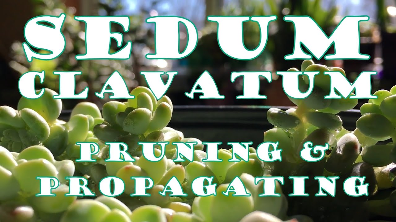 Sedum clavatum 🌵 Succulent Pruning & Propagating