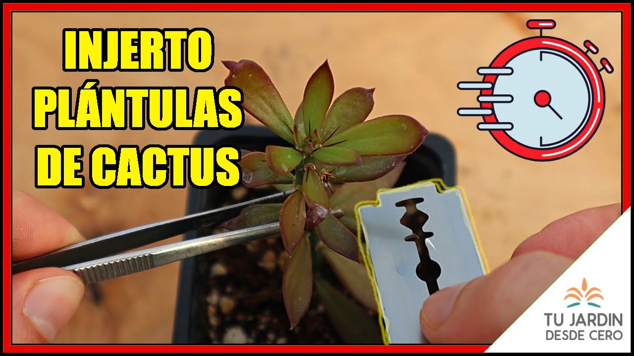🌱+🌵 Cómo hacer MICRO INJERTOS de CACTUS desde cero | Microinjerto de Astrophytum sobre Pereskiopsis