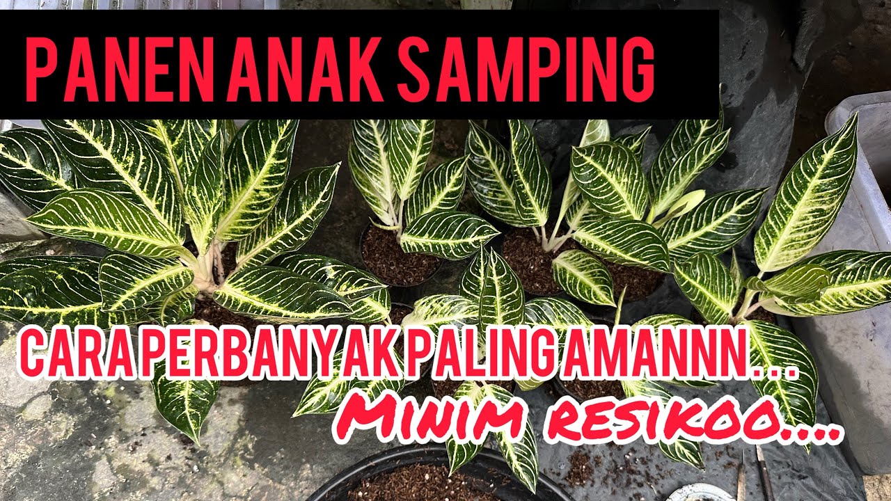 PERBANYAK AGLAONEMA PALING AMAN, 