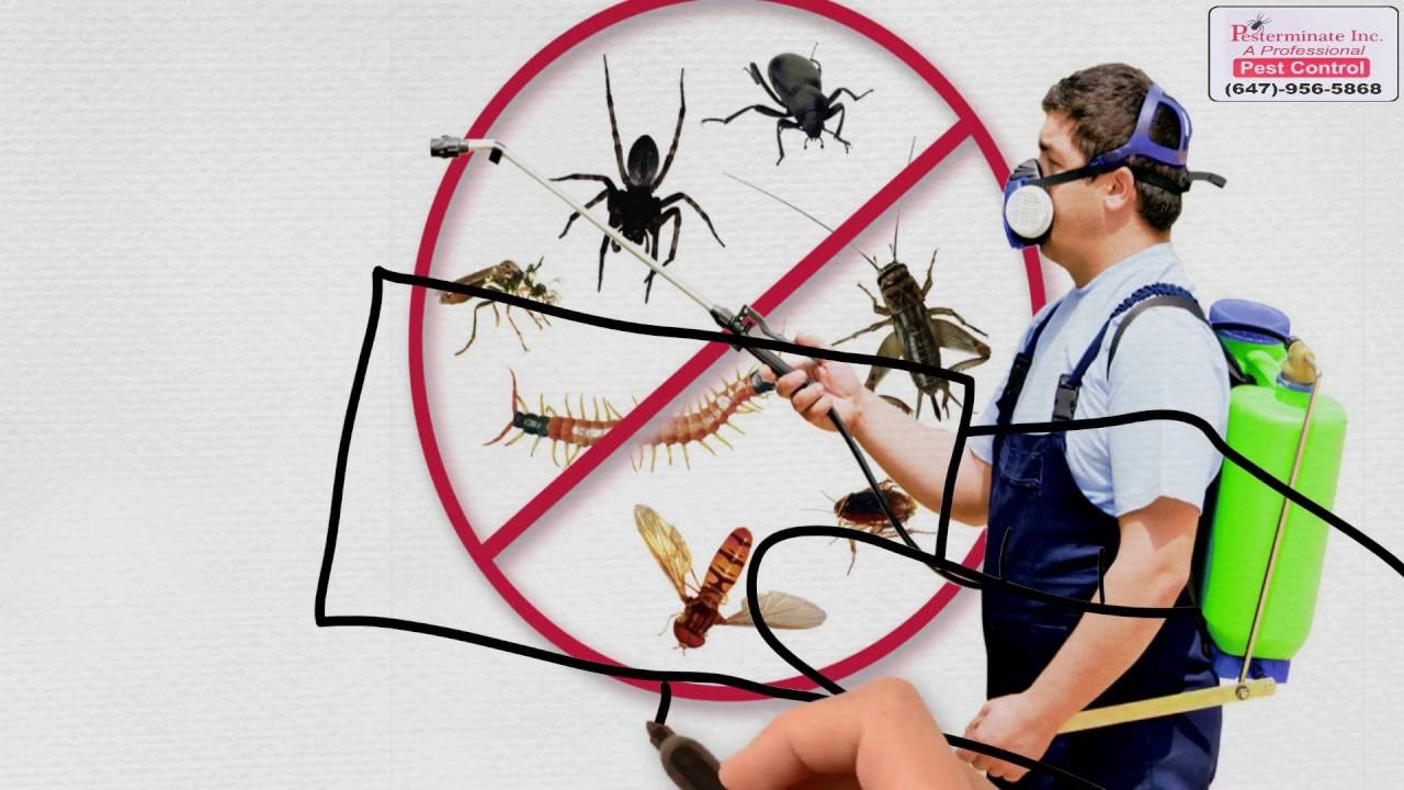 Ant Invasions