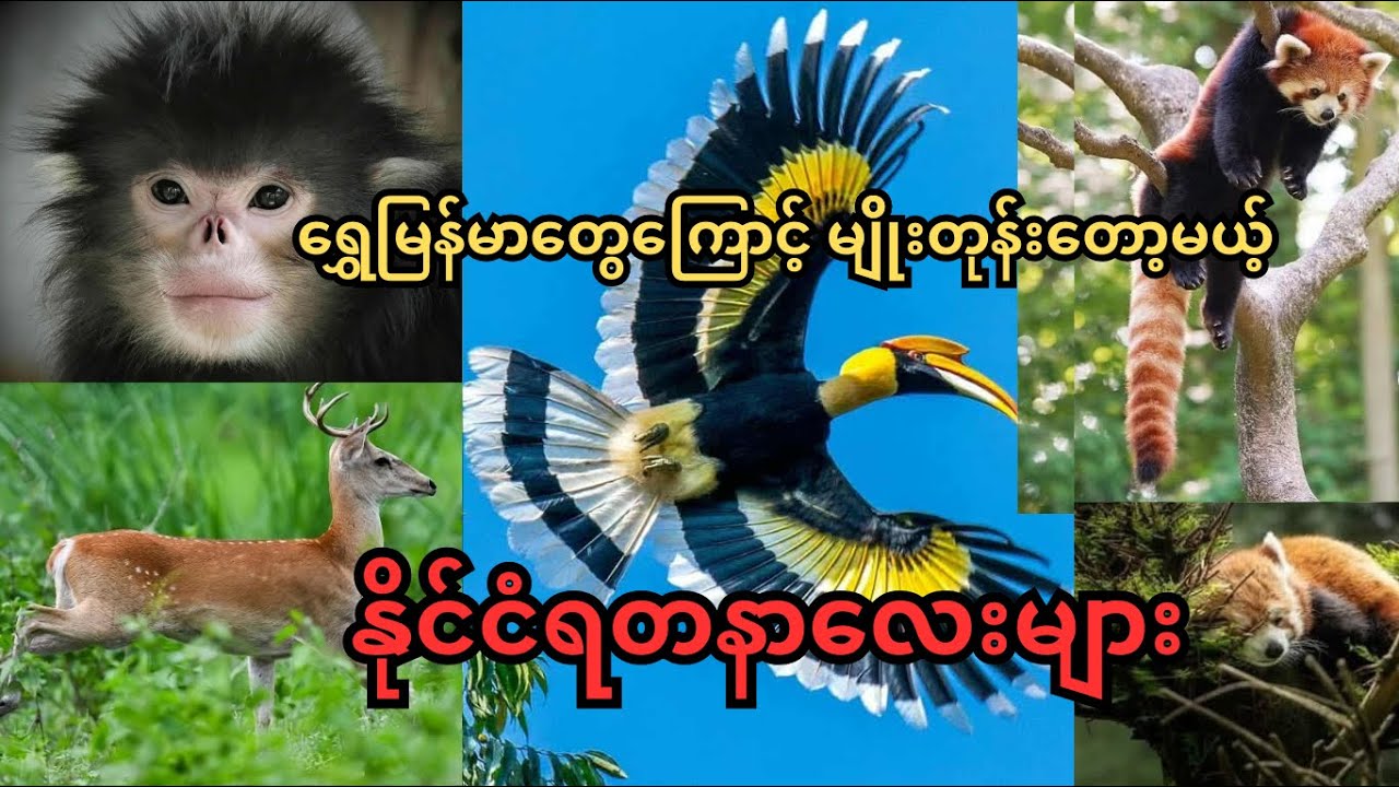 2010 မှတွေ့ရှိခဲ့တဲ့ မျိုးစိတ်သစ်နဲ့ မြန်မာပြည်မှာပဲရှိတဲ့ ကမ္ဘာ့အရှားပါးဆုံး တိရစ္ဆာန် (၅) မျိုး