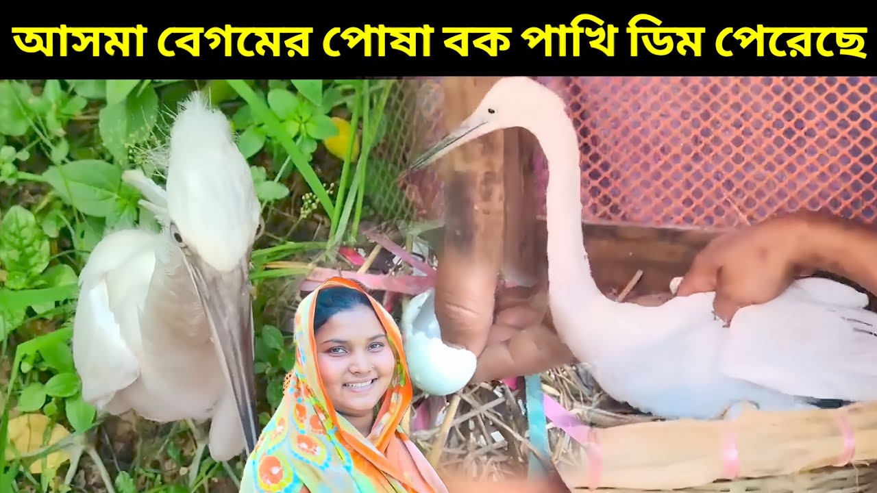 আসমা বেগমের পোষা বক পাখি ডিম পেরেছে।Bird Story–05।The Life Story Of Pet Little Egret Bird