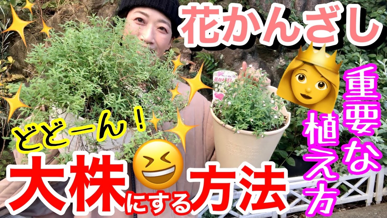 【花かんざし】基本的な植え方・育て方 / 宿根草（多年草）として育てる方法🤗 / 夏越しすれば、購入株の3倍❗️大株になって花満開が期待できます♪/ 夏越しのポイントはポイントは○○【ガーデニング】