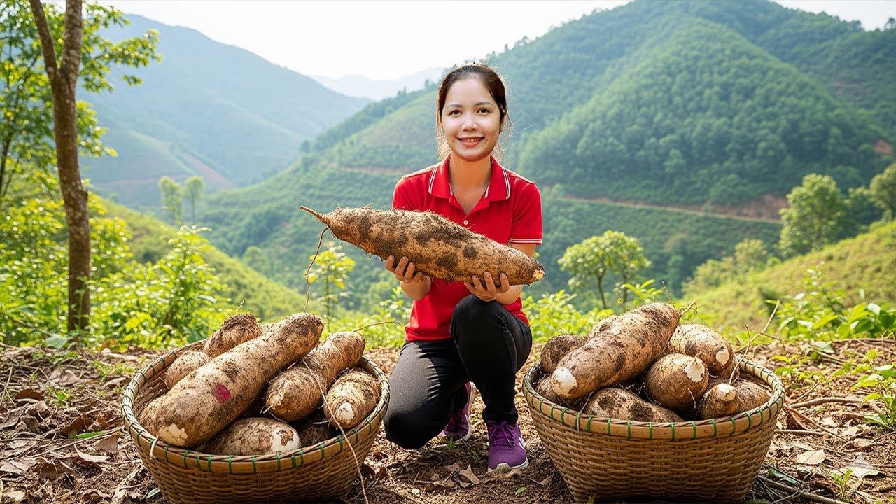 Hanna Harvest Giant Yam &ndash; Discovering The Hidden Roots Beneath Countryside Soil