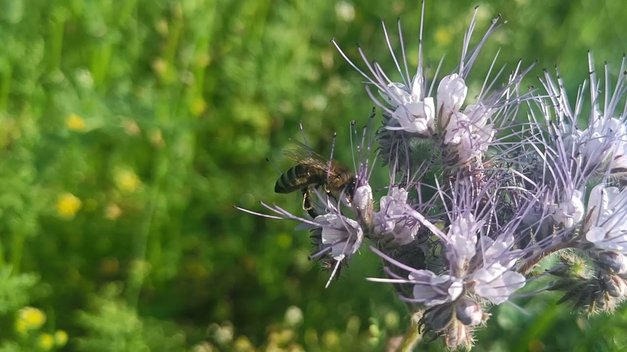 Facelia kwitnie, czy będzie coś z tego?
