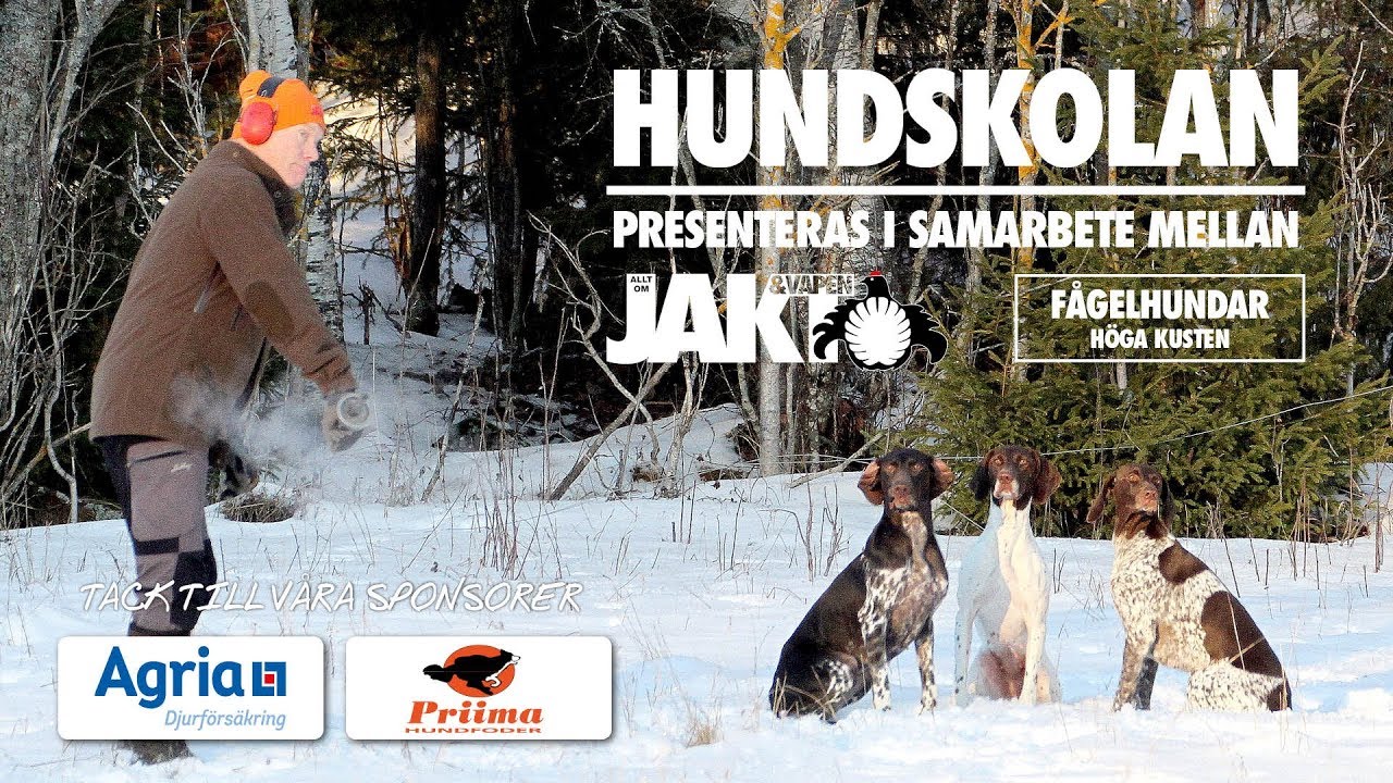 Hundskolan: Sitt