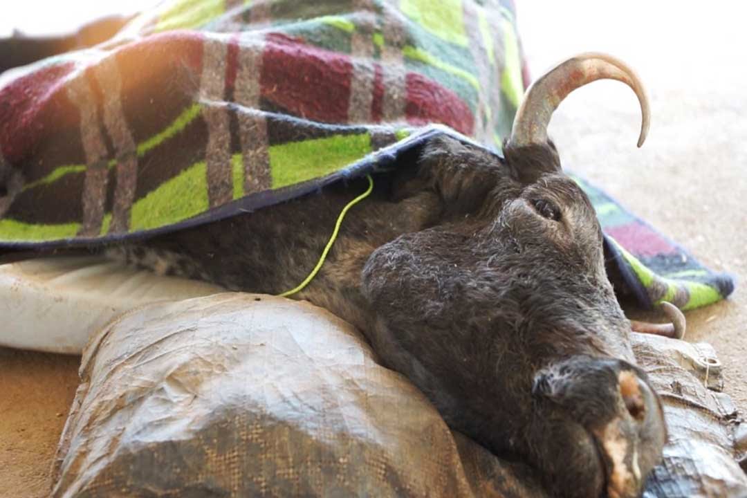 Animal Aid | Udaipur India