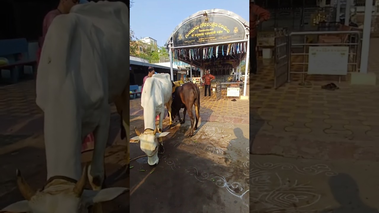 గోసంరక్షణ సంఘం గుంటూరు#viral #shorts#trending #guntur #cow#farming #greatergunturvoice#vlog#viral