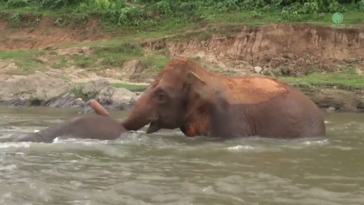 Elephant Water play