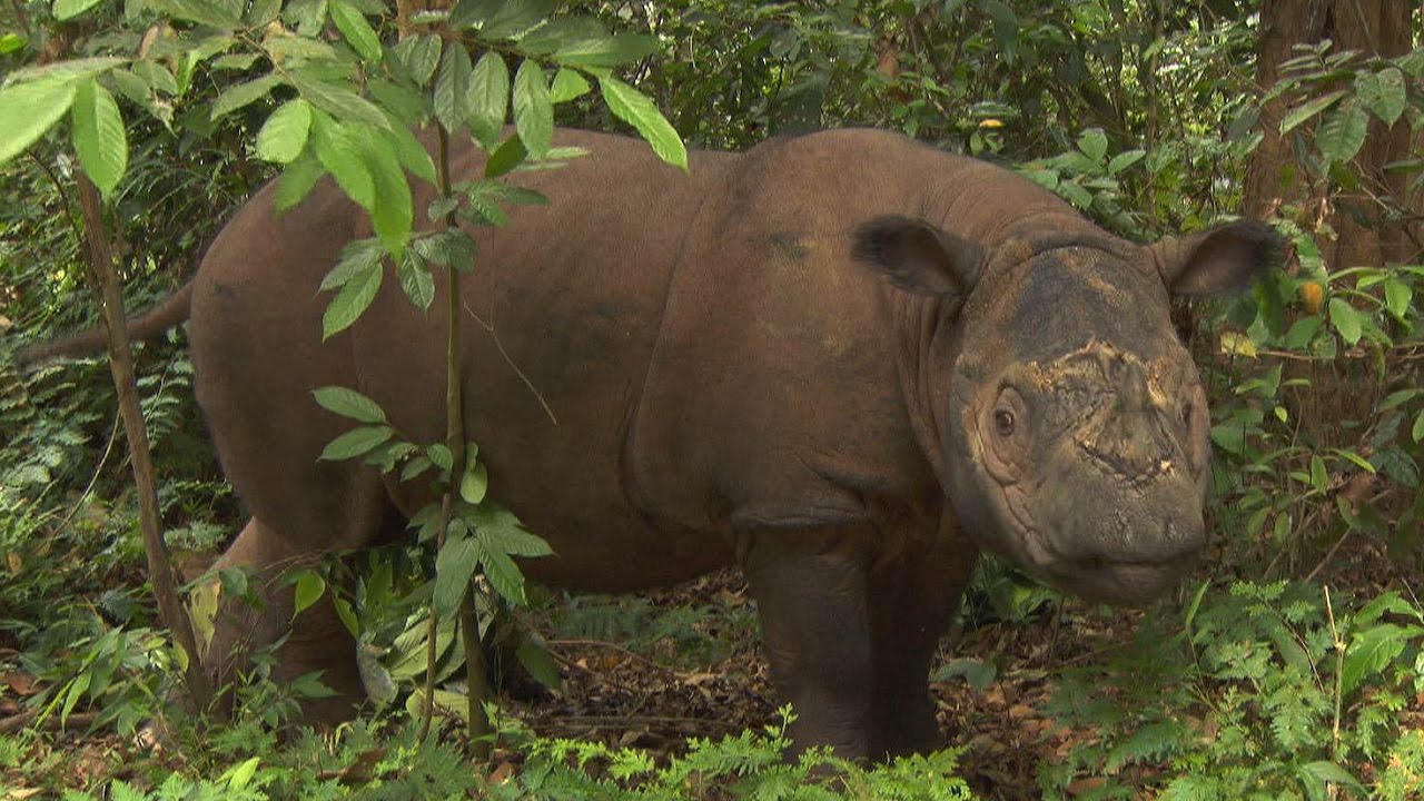Sumatran Rhino, Sumatra-Nashorn, Badak Sumatera, Dicerorhinus sumatrensis