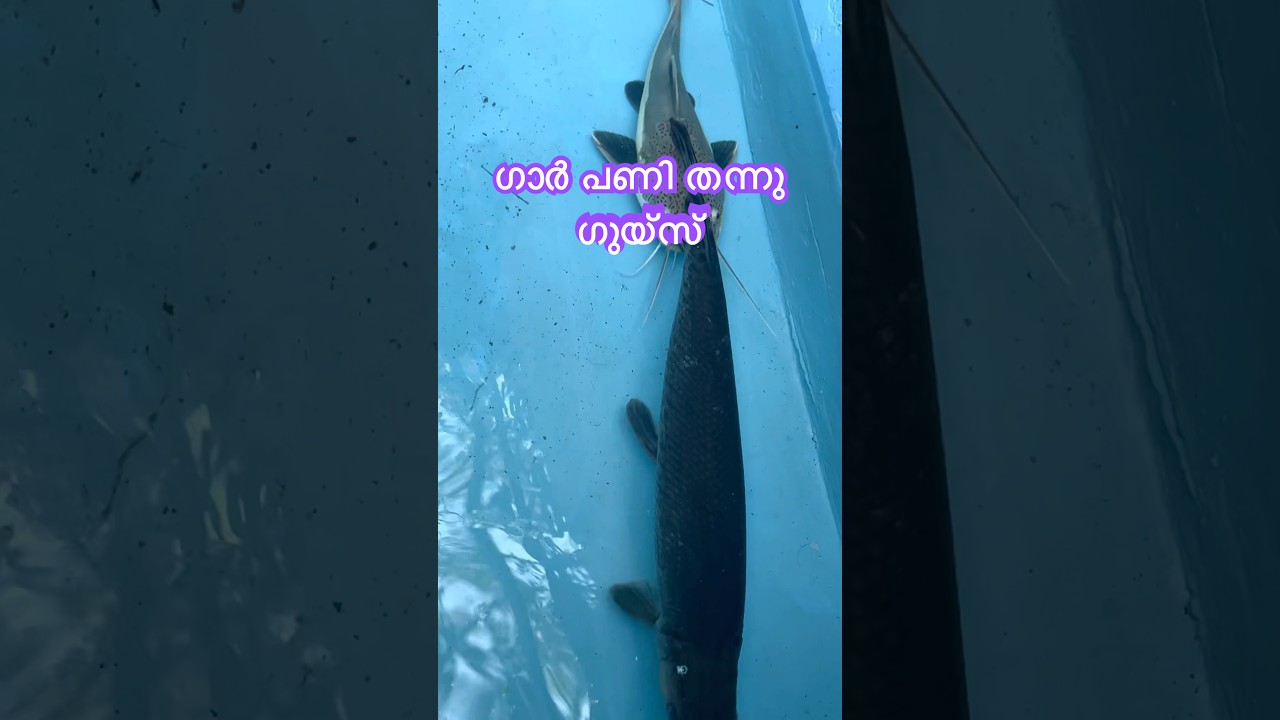 അലിഗേറ്റർ ഗാർ മുട്ടൻ പണി തന്നു ഗയ്&zwnj;സ് | Alligator gar fish farming | #alligatorgar  #monsterfish