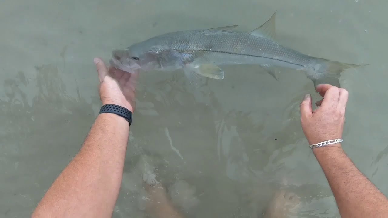 Sight casting Snook in the mangroves