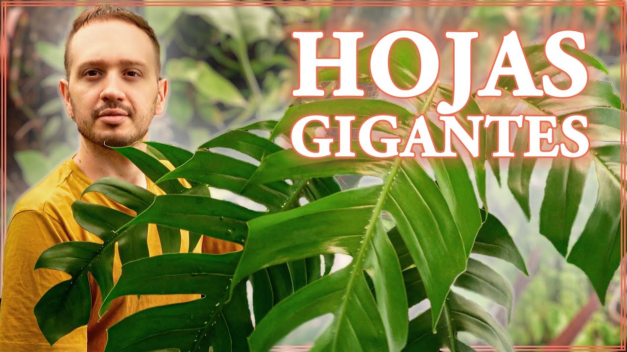 🌱Impresionante Crecimiento de Nuestras Plantas de Interior en 1 año