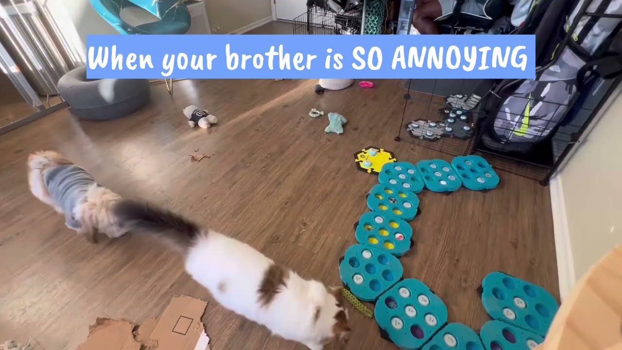 When Your Annoying Little Brother Is A Dog, You Get Mad!