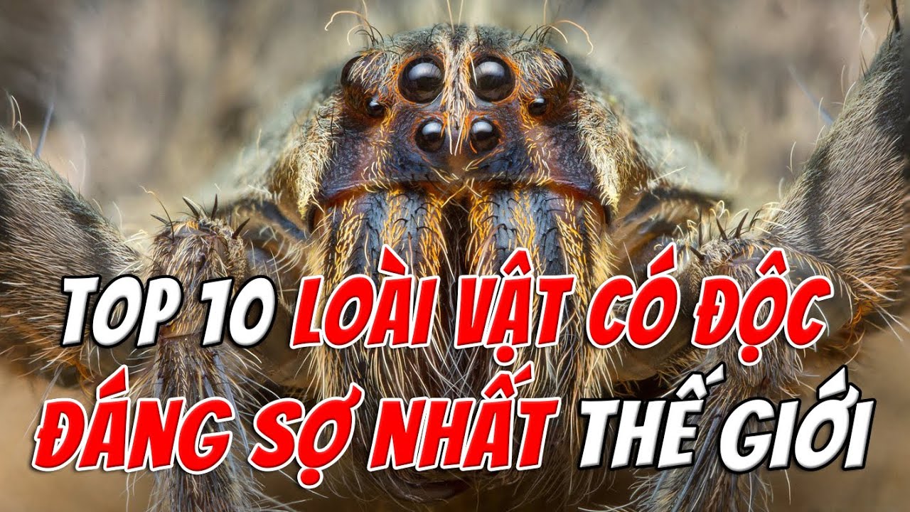 Top 10 Loài Vật Có Độc Đáng Sợ Nhất Thế Giới – Một Cú Chạm Là Chết | TOP 1 THẾ GIỚI