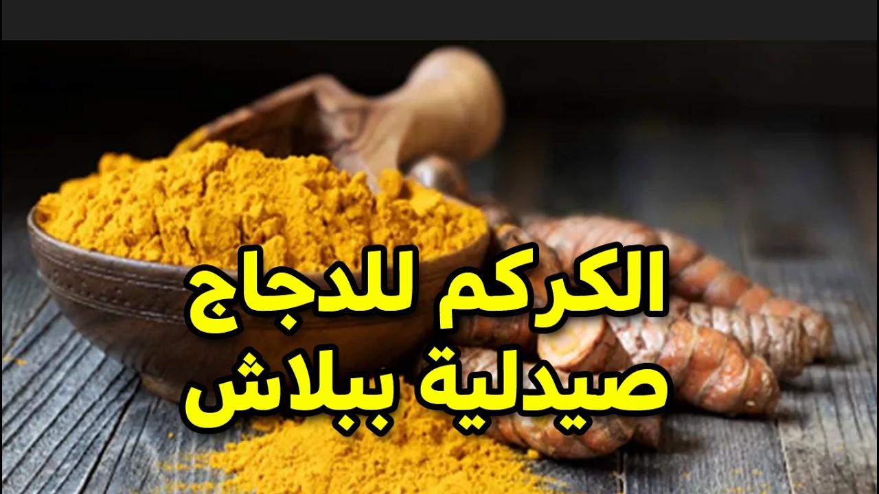 الصيدلية الصفراء في بيتك! 🟡 المكون الجبار اللي بيقضي على الكششان وبيفجر إنتاج البيض ويخلي الصحة حديد