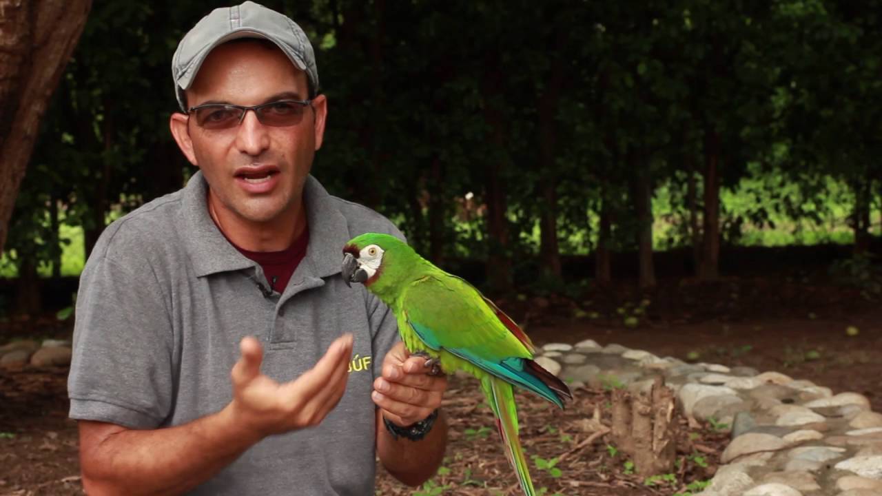 Conservación de especies: Guacamayo Ara Severa