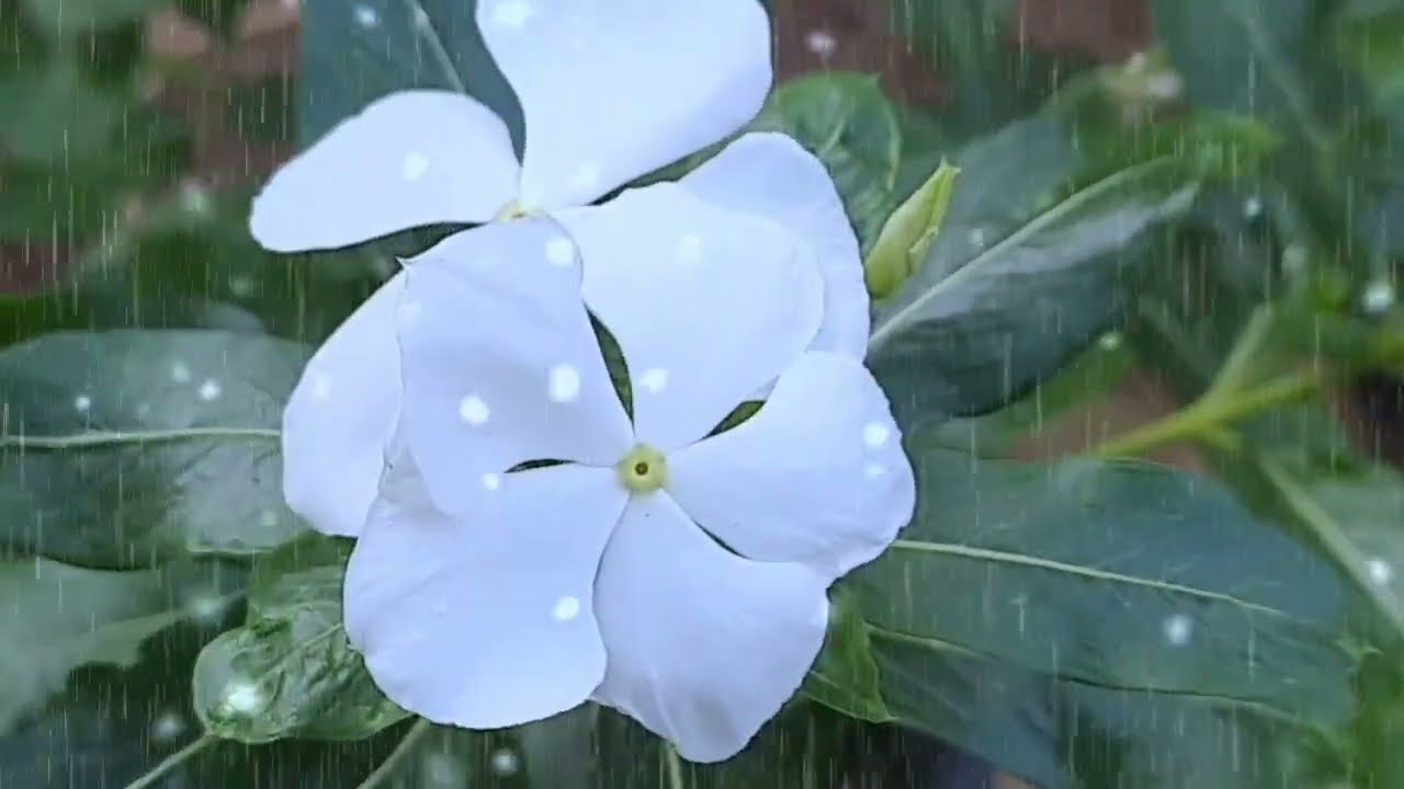 ശരത്തിനെ പോലീസ് അറസ്റ്റ് ചെയ്തു കൊണ്ടുപോകുമ്പോൾ ദേവിക നിത്യക്ക് കൊടുത്ത വാക്ക് പാലിക്കുന്നു
