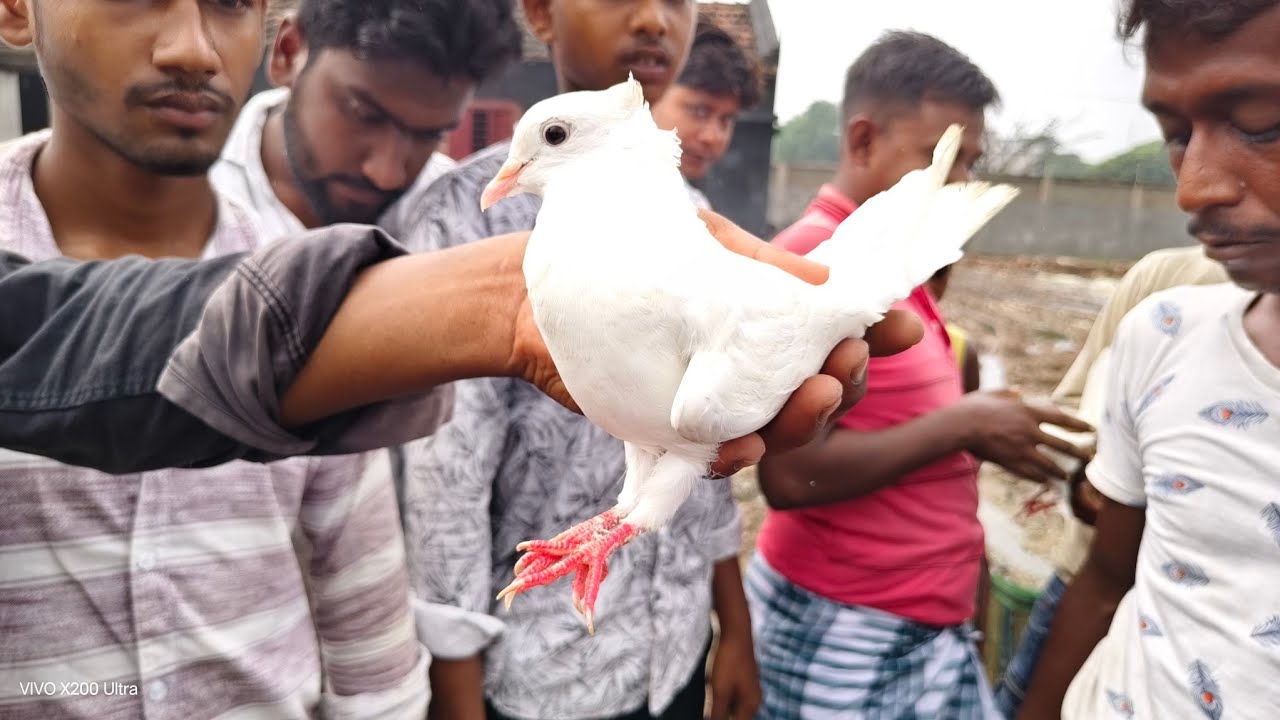 400 - দেশি গিরিবাজ কবুতর' Beldanga Hat Murshidabad | Beldanga Pigeon Market 🔥| বেলডাঙা কবুতরের হাট 🕊