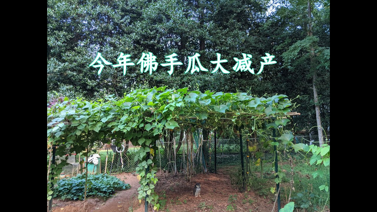 今年佛手瓜大减产（141）